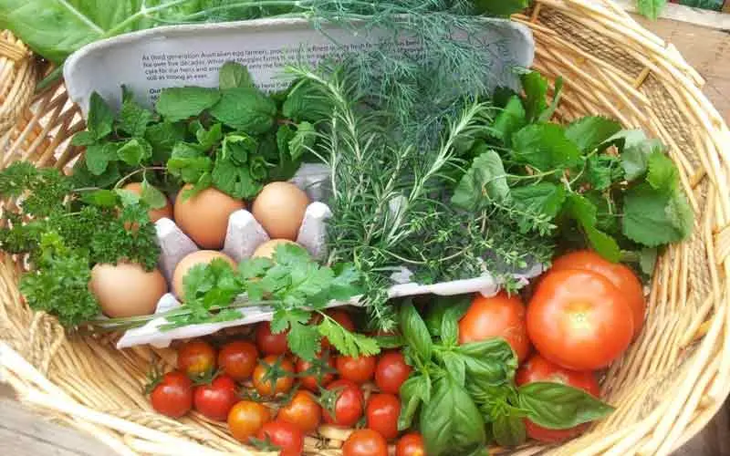 Resurrecting the quality of food: Can Vizag lead the change?