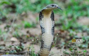 king cobra, visakhapatnam