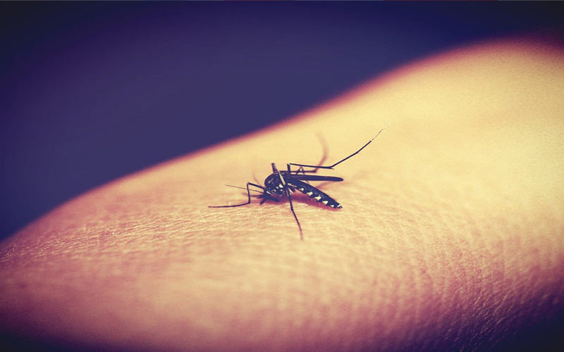 dengue fever symptoms prevention