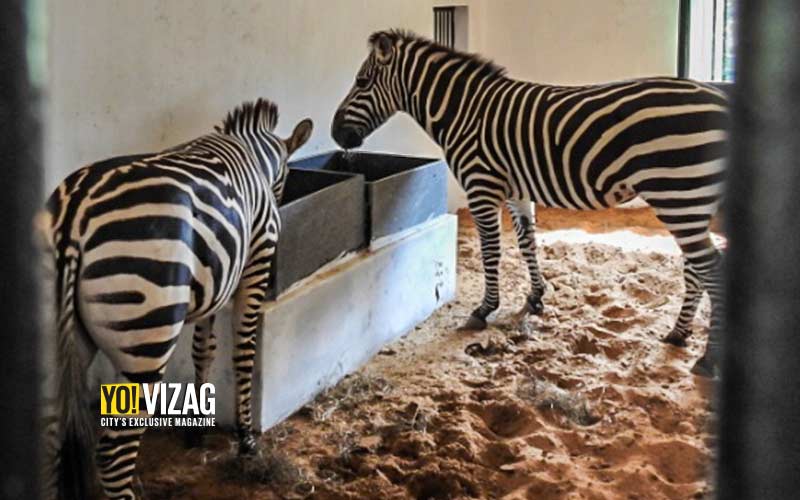 Grants zebras at vizag zoo