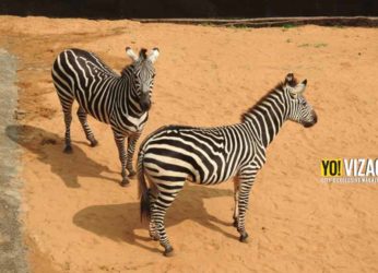 Grant’s Zebras put on display at the Indira Gandhi Zoological Park in Visakhapatnam