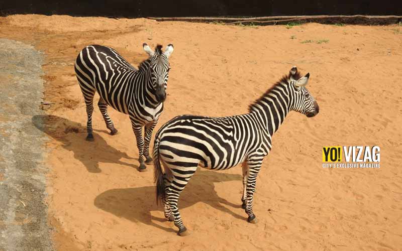Zebras on display at the Indira Gandhi Zoological Park in Visakhapatnam