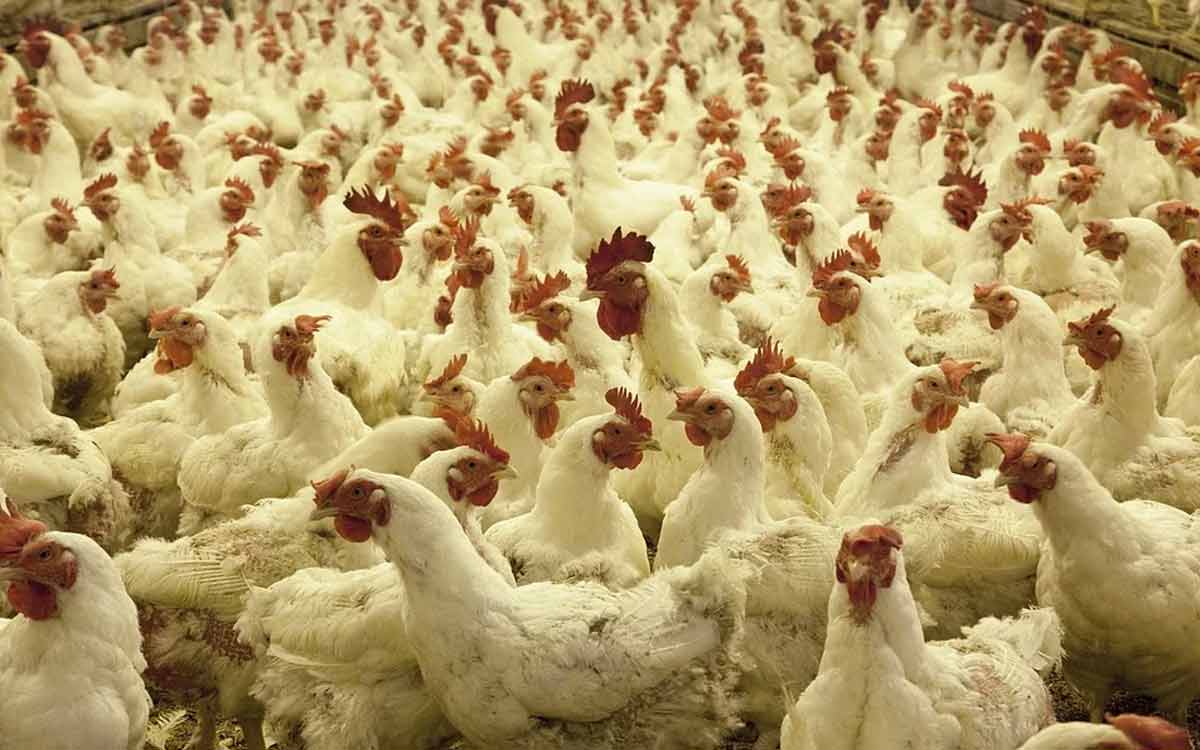 Coronavirus scare results in dip of chicken and egg prices at meat shops in Vizag