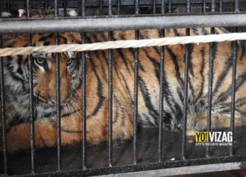 Visakhapatnam zoo receives Royal Bengal Tiger from Chhattisgarh