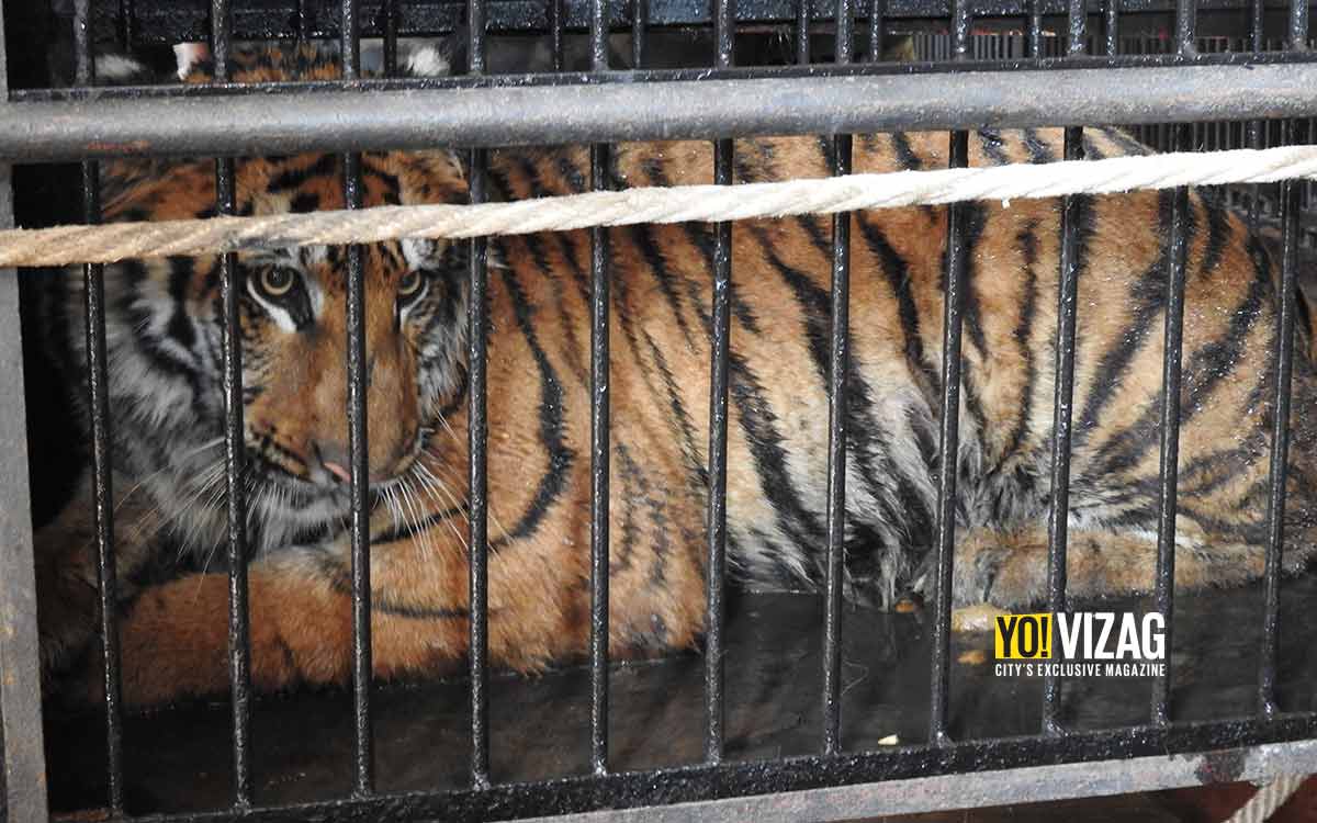 Indira Gandhi Zoological Park in Visakhapatnam receives Royal Bengal Tiger from Chhattisgarh