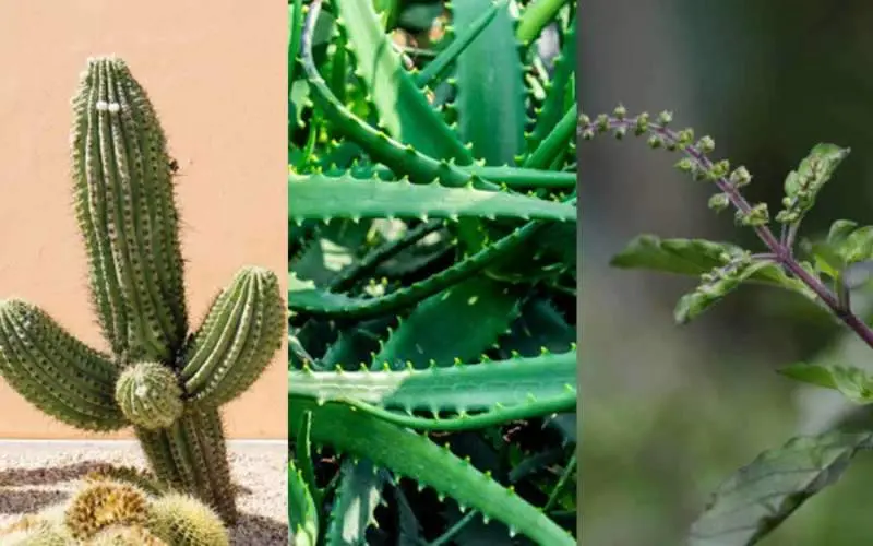 World Earth Day 2020: 5 Plants that you can grow indoors