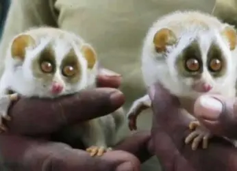 Endangered species, slender loris spotted near Tirumala