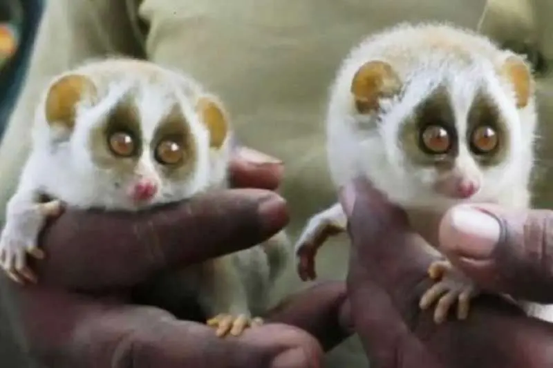 Endangered species, slender loris spotted near Tirumala
