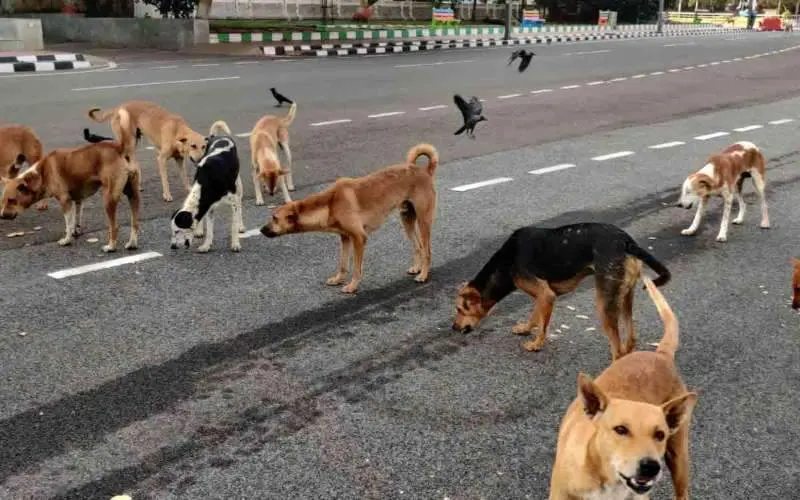 For the voiceless: Vizag-based animal lover feeds 150 stray dogs a day in lockdown