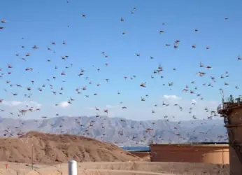 Locust swarms have not entered Andhra Pradesh, Minister Kannababu clarifies