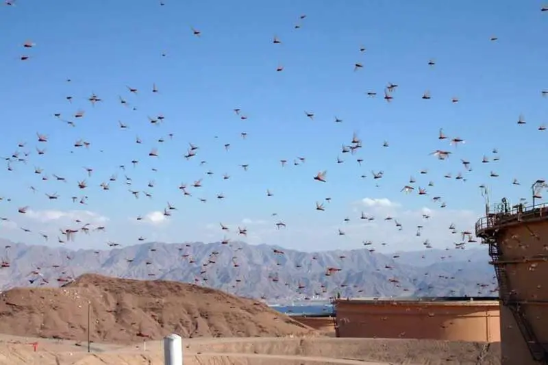 Locust swarms have not entered Andhra Pradesh, Minister Kannababu clarifies