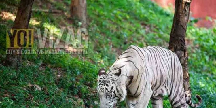 Visakhapatnam zoo to organise webinar on Global Tiger Day 2020