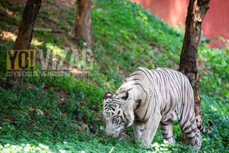Visakhapatnam zoo to organise webinar on Global Tiger Day 2020