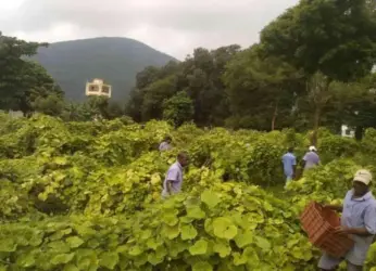 Inmates at Vizag Central Jail take up farming the organic way