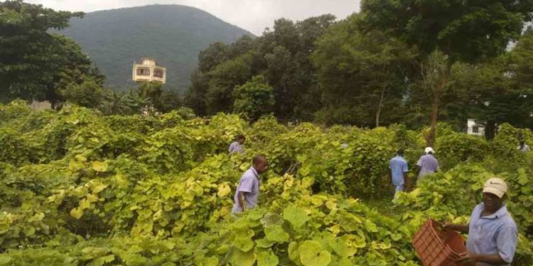 Inmates at Vizag Central Jail take up farming the organic way