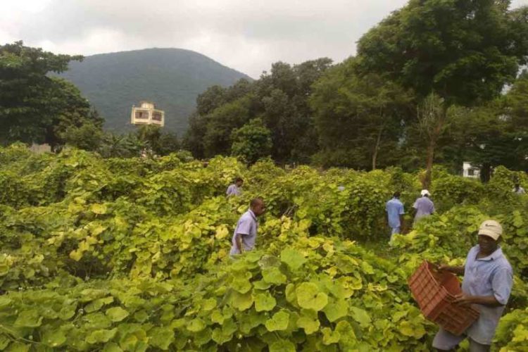 Inmates at Vizag Central Jail take up farming the organic way