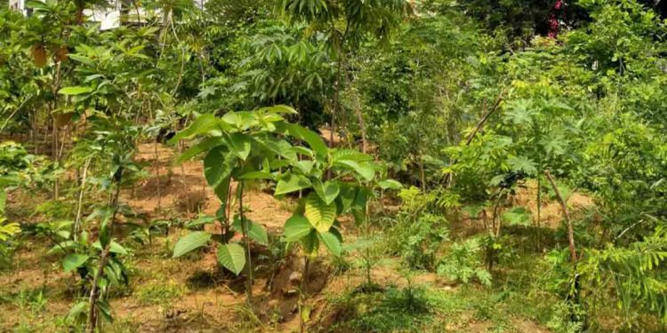 25 more Miyawaki forests to be developed in Visakhapatnam