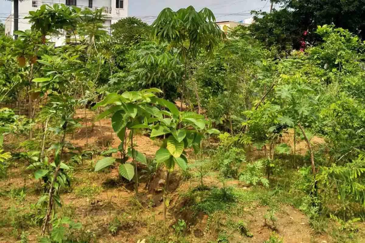 25 more Miyawaki forests to be developed in Visakhapatnam