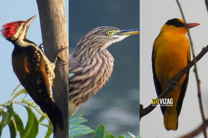 Vizag zoo's bird walk series provides a rare opportunity to wildlife enthusiasts in the city