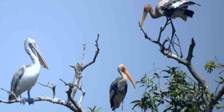 See Pics: Ahead of Winter, migratory birds make their way to Telineelapuram