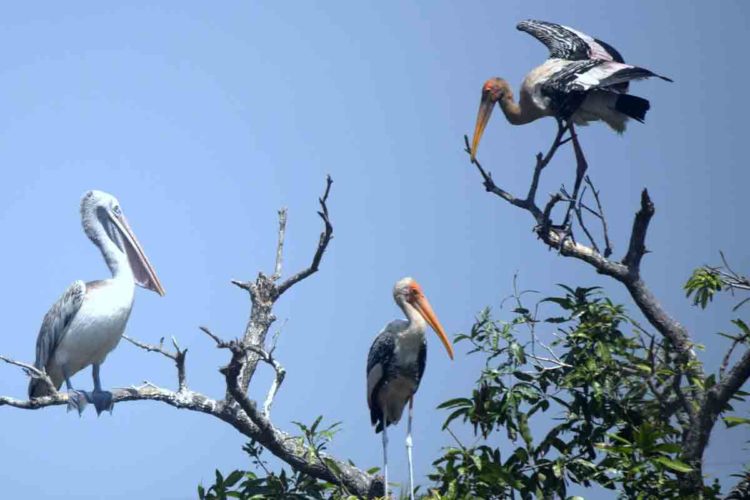 See Pics: Ahead of Winter, migratory birds make their way to Telineelapuram