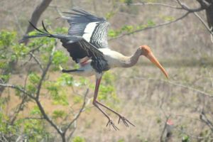 Ahead of Winter, migratory birds make their way to Telineelapuram