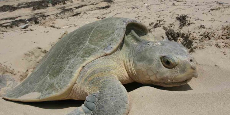 Forest Dept to involve public for protecting Olive Ridley turtles in Vizag