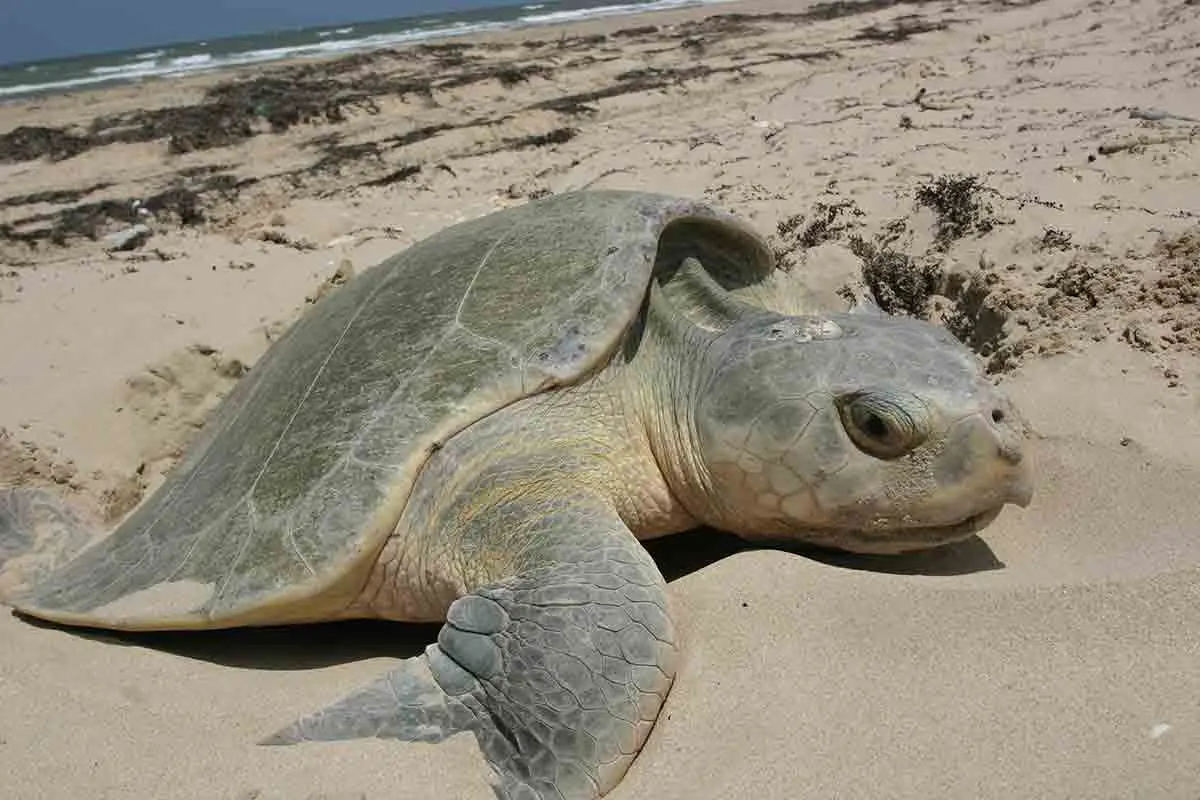 Forest Dept to involve public for protecting Olive Ridley turtles in Vizag