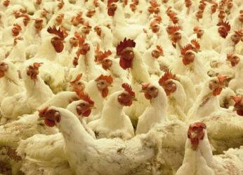 Bird flu outbreak: Authorities form rapid response teams for field inspections in Visakhapatnam