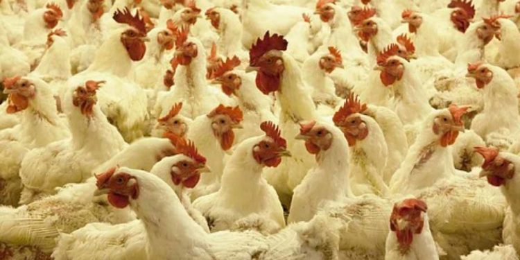 Bird flu outbreak: Authorities form rapid response teams for field inspections in Visakhapatnam