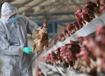 Bird Flu: Symptoms, Precautions, and Other Important Info You Need To Know