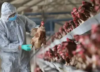 Bird Flu: Symptoms, Precautions, and Other Important Info You Need To Know