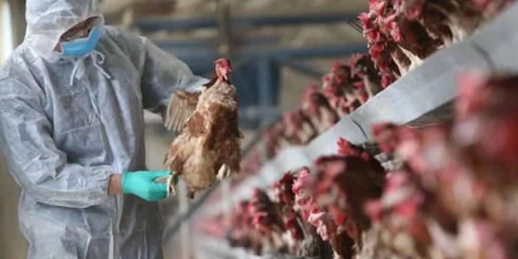 Bird Flu: Symptoms, precautions, and other important info you should know