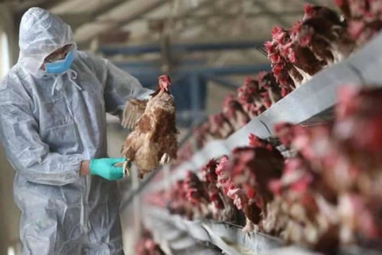 Bird Flu: Symptoms, precautions, and other important info you should know