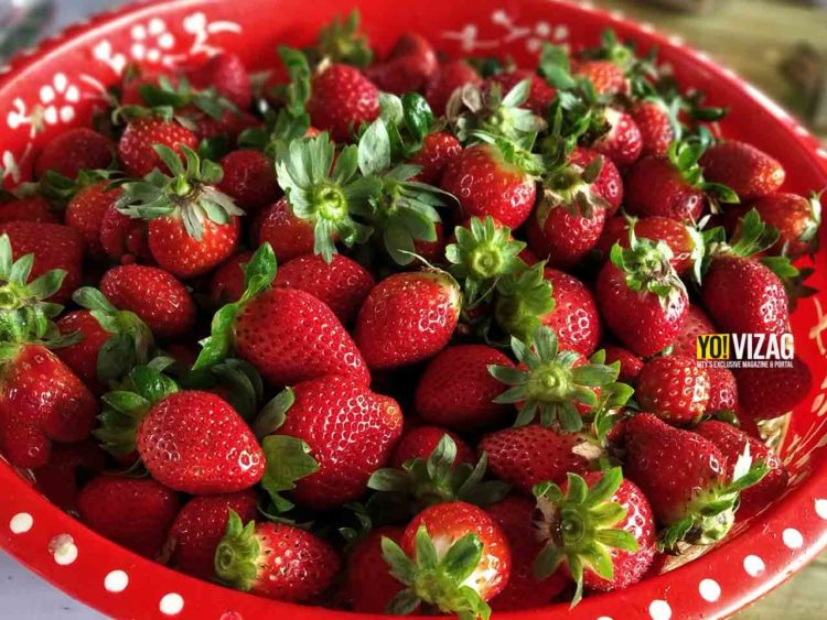 Go Strawberry picking: What you should not miss at Lambasingi in Visakhapatnam