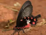 All you need to know about the Butterfly Walk Series at Vizag Zoo