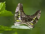 Butterfly walk at Vizag zoo