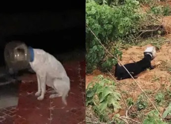 Crush your plastic, save canines, preach Vizag’s animal rights activists