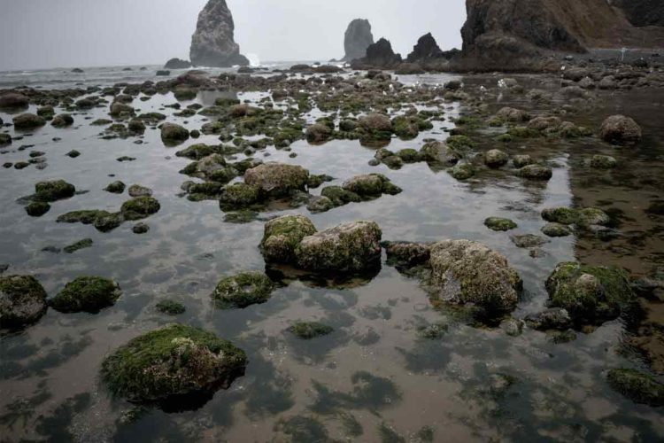 Tide Pooling in Vizag to throw light on marine life by the city's coast