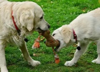 From strolling by the beach to hitting a cafe: 5 fun things to do with your pet in Vizag