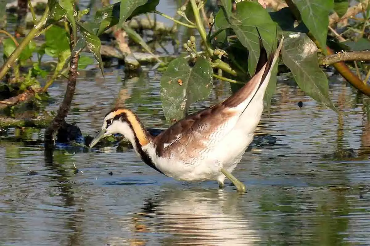 A perfect date: Birdwatching on Valentines in Vizag