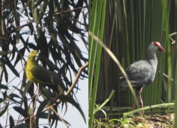 5 stunning species of birds and where to spot them in Vizag