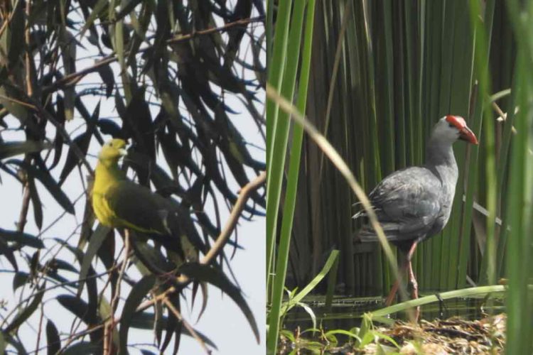 5 stunning species of birds and where to spot them in Vizag
