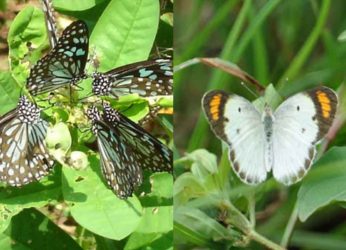 Colourful, vibrant, and gorgeous: A look at different butterfly species in Vizag