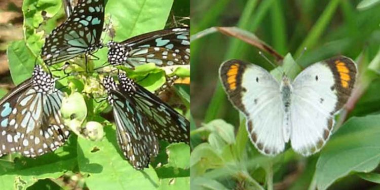 Get to know the different butterfly species of Vizag