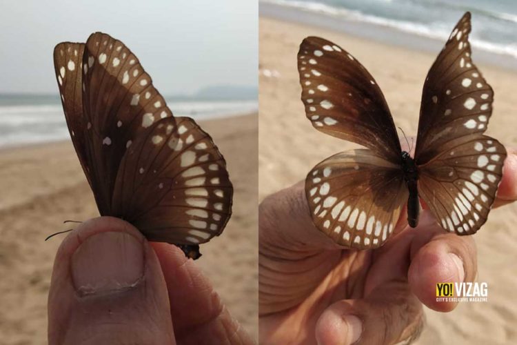 Large population of butterflies flocks Vizag beach, experts call it unusual