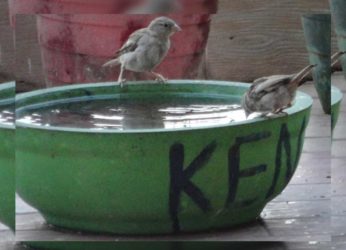 Water bowls for birds and animals: Helping the voiceless beat the heat in Vizag