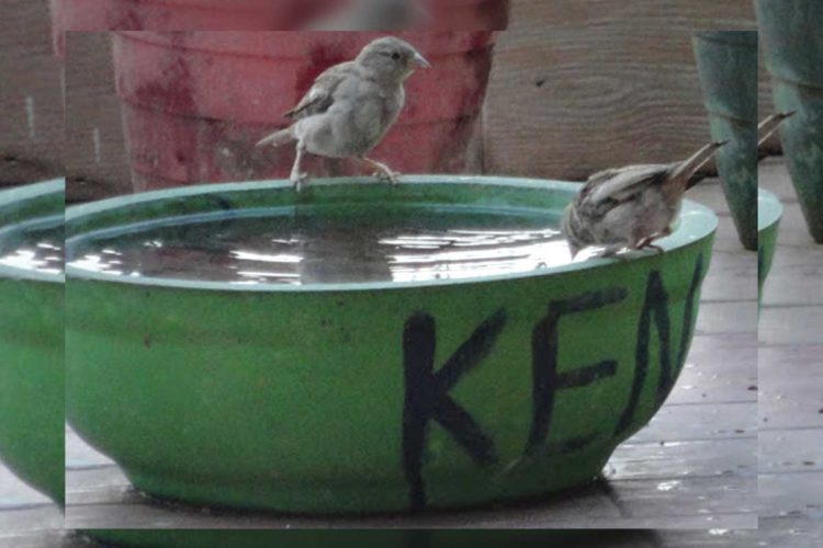 Water bowls for birds and animals in Vizag