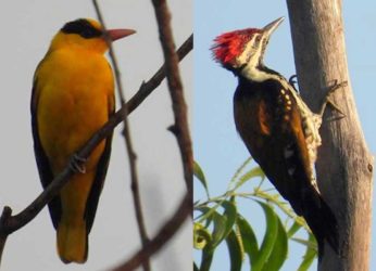 Birds, birds, and more birds: Explore Vizag Zoo like never before