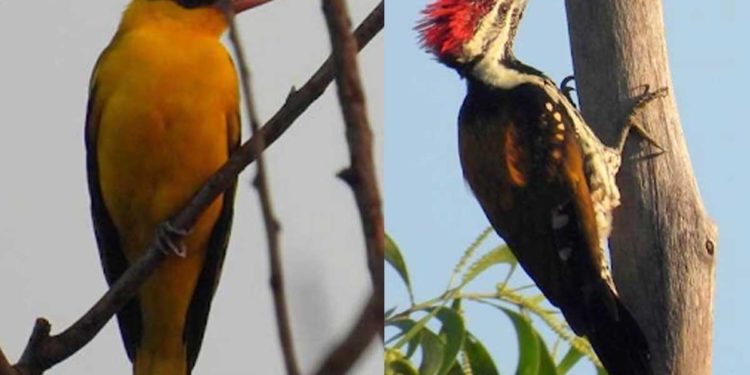 Birds, birds, and more birds: Explore Vizag Zoo like never before